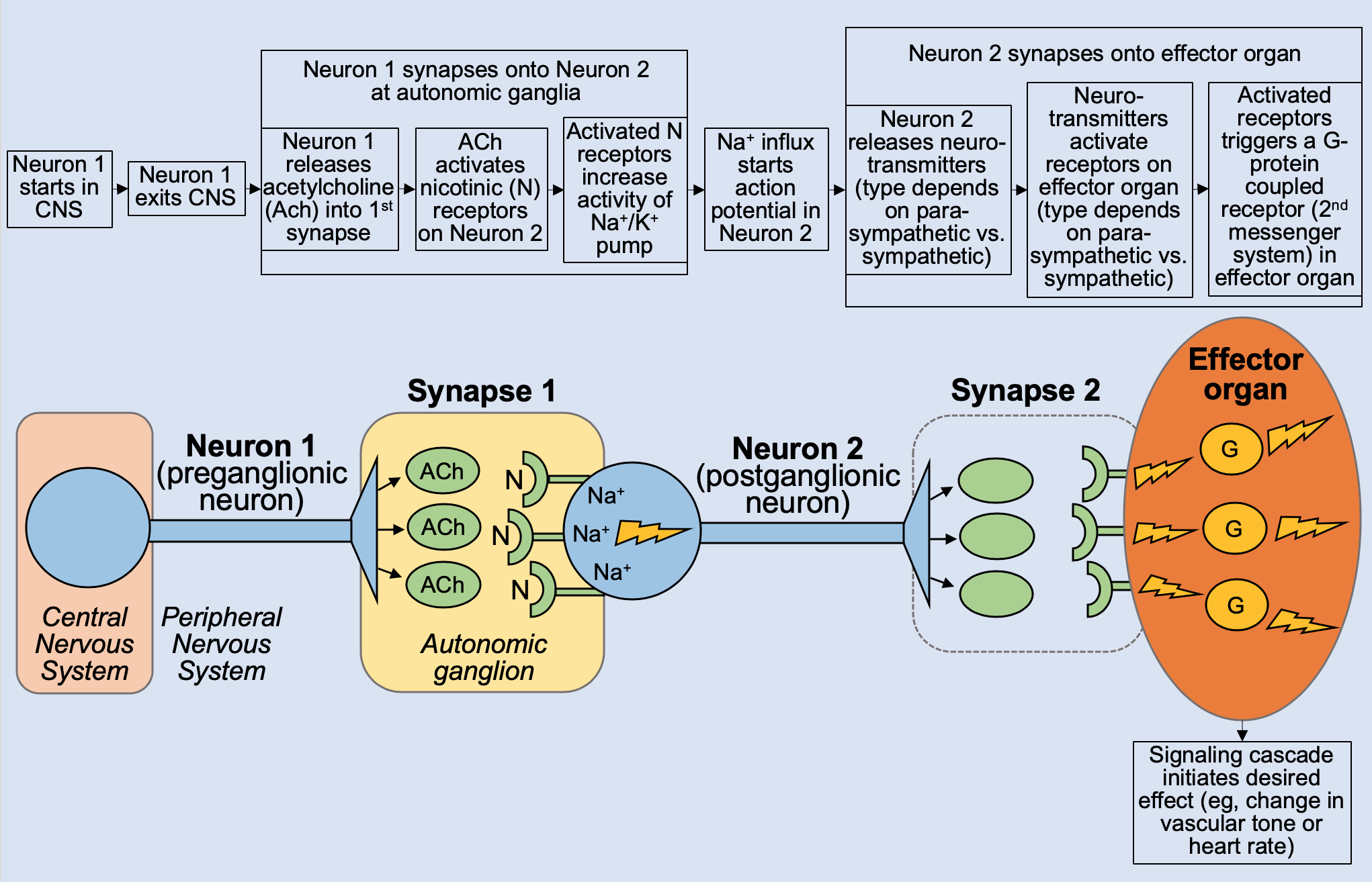 autonomic nervous system receptor chart